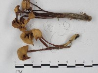 登錄號:F0027298藏品圖，第1張