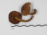 登錄號:F0027301藏品圖，第1張