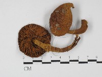 登錄號:F0027301藏品圖，第3張