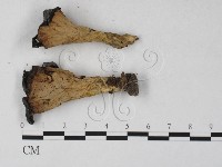 登錄號:F0027302藏品圖，第1張