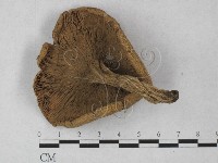 登錄號:F0027303藏品圖，第3張