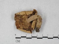 登錄號:F0027305藏品圖，第1張