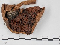 登錄號:F0027306藏品圖，第1張