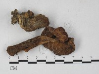 登錄號:F0027308藏品圖，第1張