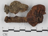 登錄號:F0027308藏品圖，第3張