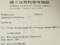 盔孢傘屬藏品圖，第2張