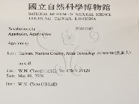 傘菌屬藏品圖，第2張