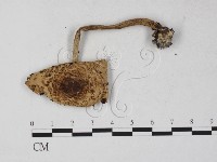 傘菌屬藏品圖，第3張