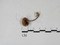 登錄號:F0027315藏品圖，第3張