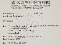 鬼傘屬藏品圖，第2張