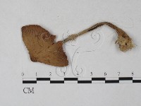 登錄號:F0027317藏品圖，第1張