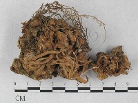 登錄號:F0027319藏品圖，第1張