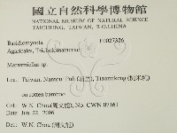 微皮傘屬藏品圖，第2張