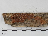 微皮傘屬藏品圖，第1張