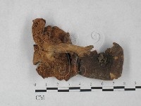 登錄號:F0027327藏品圖，第1張