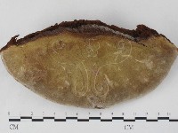 登錄號:F0027329藏品圖，第1張