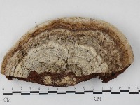 登錄號:F0027329藏品圖，第3張