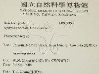 顯絲菌屬藏品圖，第2張