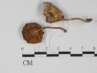 登錄號:F0027331藏品圖，第3張