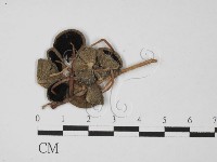 登錄號:F0027333藏品圖，第3張