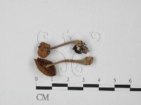 登錄號:F0027334藏品圖，第1張