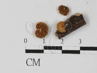 登錄號:F0027335藏品圖，第1張