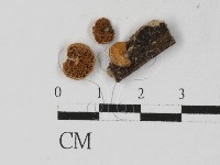 登錄號:F0027335藏品圖，第3張