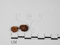 登錄號:F0027336藏品圖，第1張