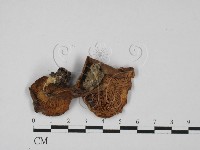 登錄號:F0027337藏品圖，第1張
