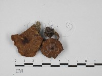 登錄號:F0027337藏品圖，第3張