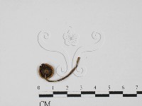 登錄號:F0027338藏品圖，第3張