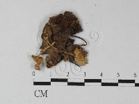 登錄號:F0027339藏品圖，第1張