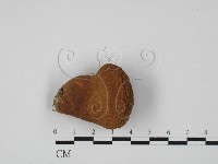 登錄號:F0027340藏品圖，第1張