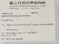 靈芝屬藏品圖，第2張