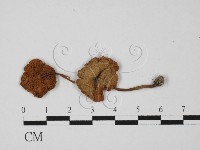 登錄號:F0027346藏品圖，第1張