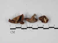 登錄號:F0027347藏品圖，第1張