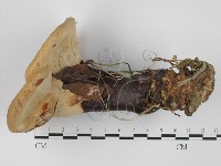 登錄號:F0027348藏品圖，第1張