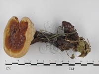 登錄號:F0027348藏品圖，第3張