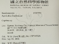 鬼傘屬藏品圖，第2張