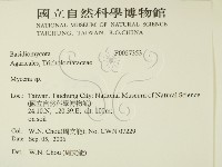 小菇屬藏品圖，第2張