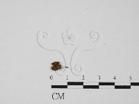 登錄號:F0027354藏品圖，第1張