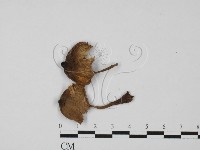 登錄號:F0027355藏品圖，第1張