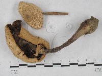 登錄號:F0027356藏品圖，第1張