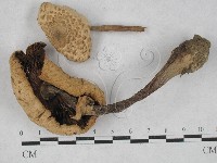 登錄號:F0027356藏品圖，第3張