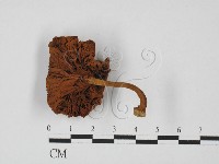 登錄號:F0027357藏品圖，第1張