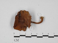 登錄號:F0027357藏品圖，第3張