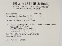 紫色禿馬勃藏品圖，第2張