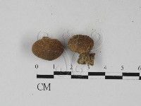登錄號:F0027360藏品圖，第1張