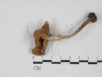 登錄號:F0027361藏品圖，第1張