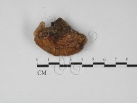 登錄號:F0027364藏品圖，第1張